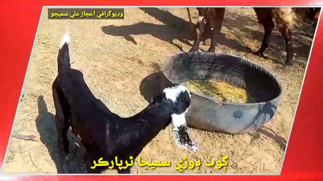 Goats Form in Tharparker Desert
