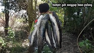 PEKANBARU masih memiliki surganya ikan toman