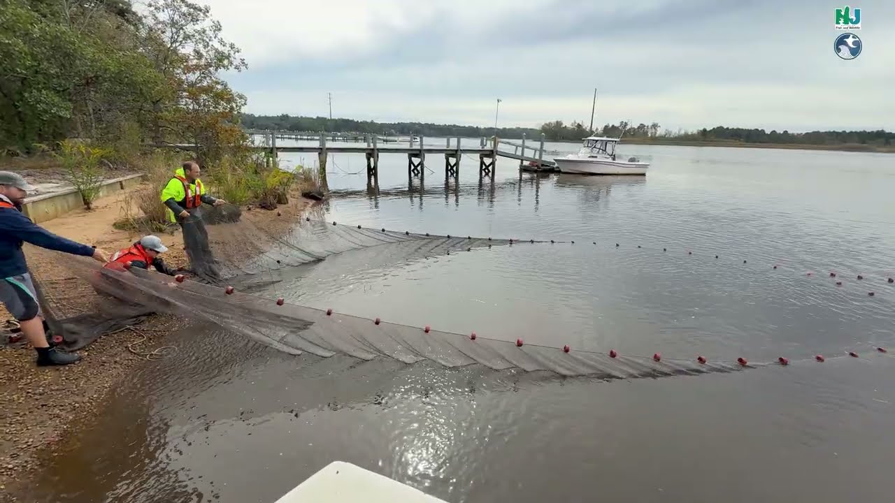 River Herring Young of the Year Assessment Survey