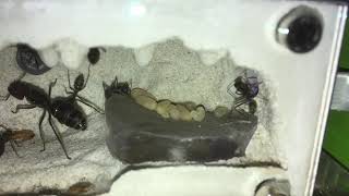 Camponotus singularis