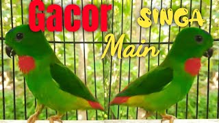 Suara Serindit Gacor Main Singa Memanggil Kawan