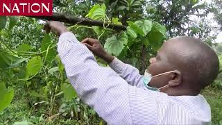 Murang'a farmers uproot coffee plants to venture in aerial yam farming