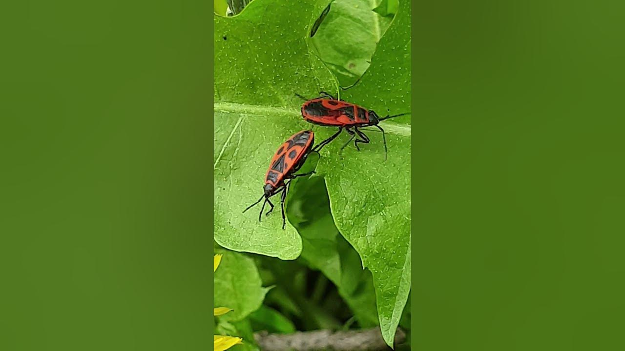 Firebug. Firebug