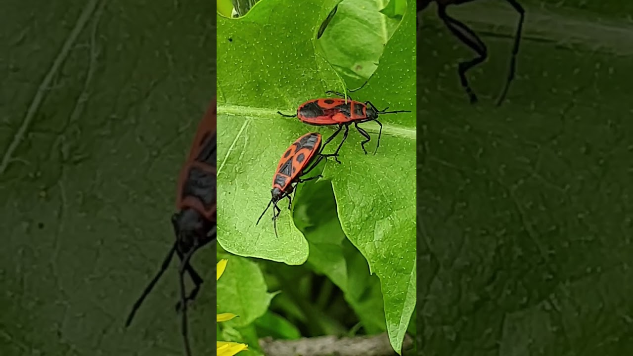 Feuerwanze / Firebug / Pyrrhocoris apterus