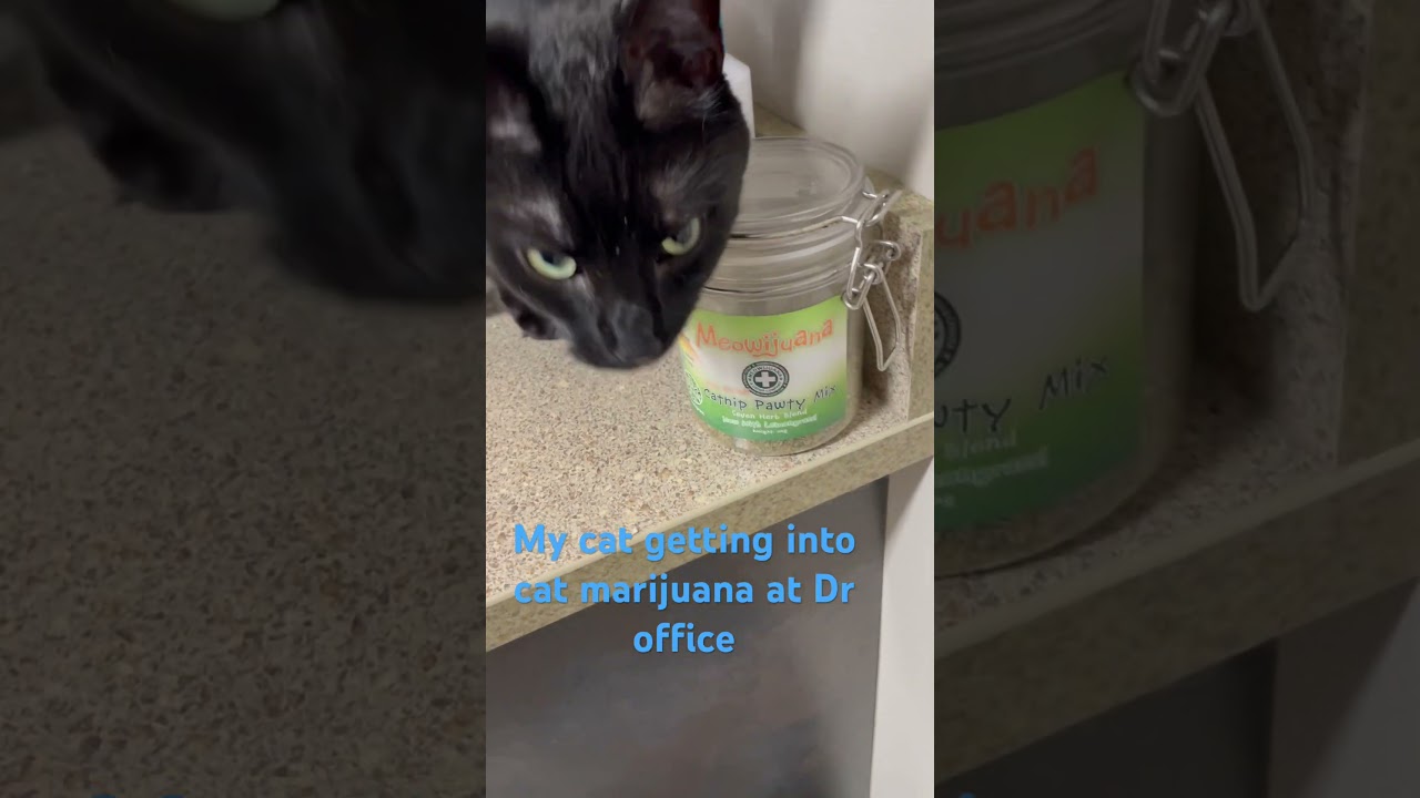 My cat trying to get cat Marijuana at Dr office