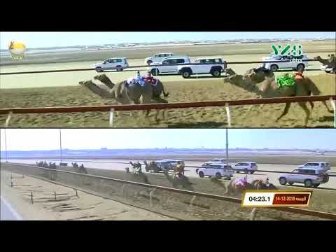 الشوط 24 ثمينه ل حمد مبارك المهيري تأهيل الوثبة 2018 12 14 لقايا