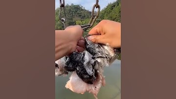 Làm mồi câu cá khổng lồ sông mekong #cacconvat #docla #fishing