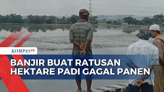 Terendam Banjir, Ratusan Hektare Sawah di Grobogan Gagal Panen