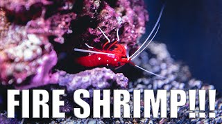 We Got A Fire Shrimp - Jbj 28 Saltwater Sunday