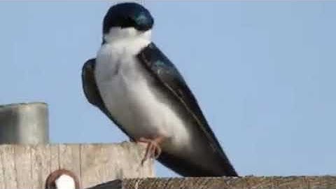 Tree Swallow Preening on Birdhouse