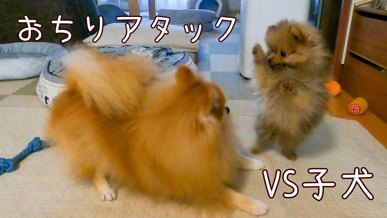 【ポメラニアンパピー】おちりアタックVS子犬