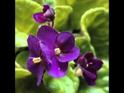 ია ია ,, ლევან კაშმაძე 2017,,