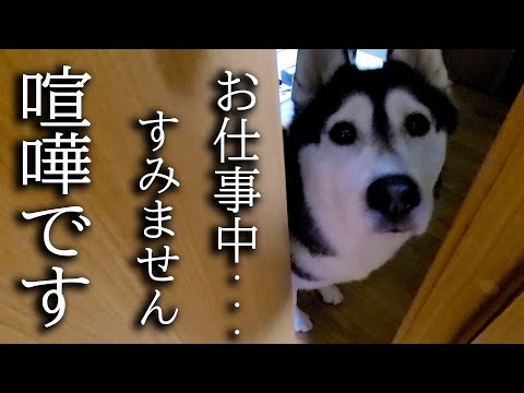 深夜に犬がくんくん騒いでるのでついて行ってみると子猫が...