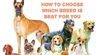 Paws and Consideration: Choosing the Perfect Dog Breed for You । सही नसल का डॉग कैसे पसन्द करे। by Durabull kennel 75 views 3 weeks ago 7 minutes, 50 seconds