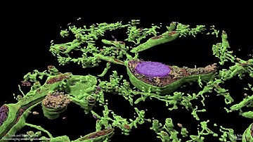 Neuroglancer: Mapping the Brain’s Hidden Complexity