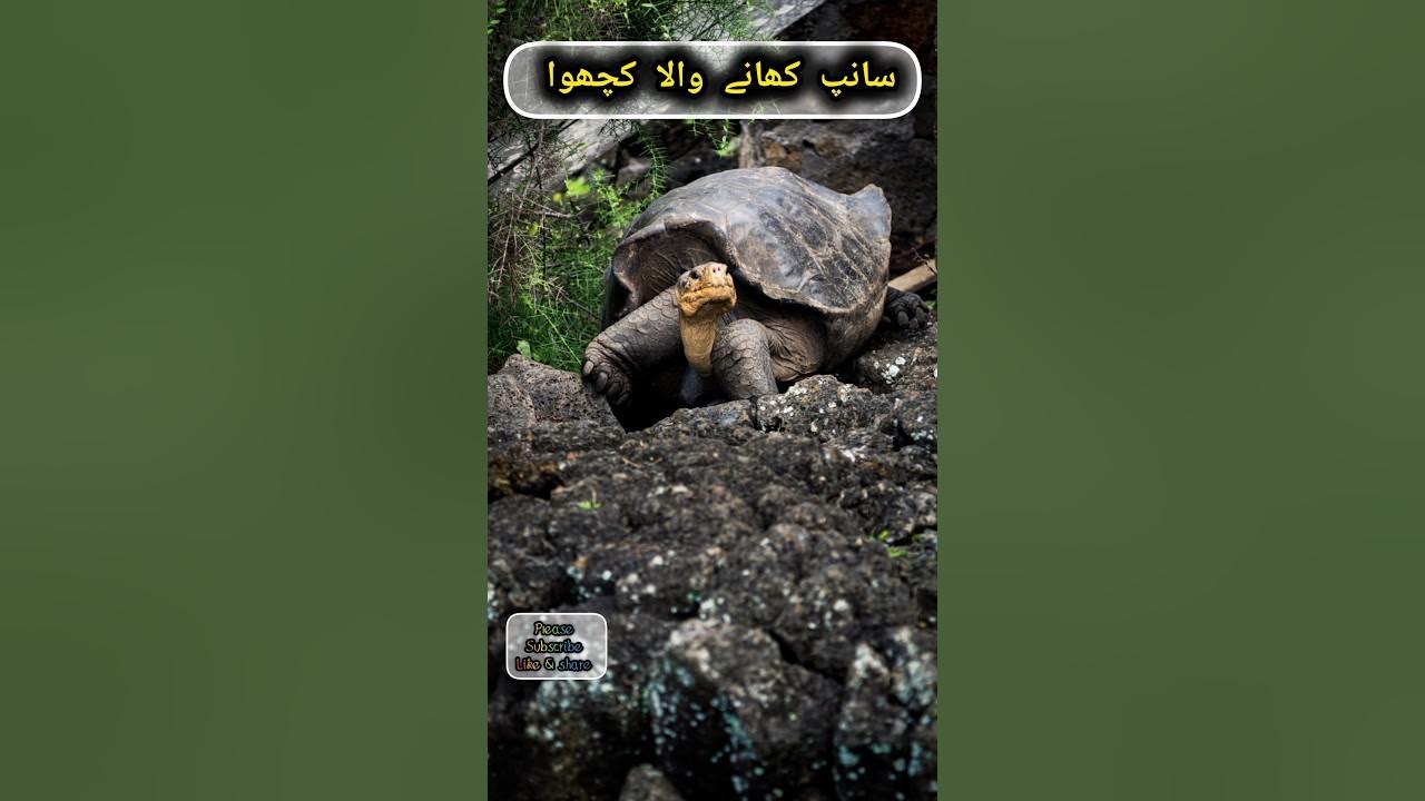 A snake-eating turtle #Rk Bwn #facts #automobile - YouTube