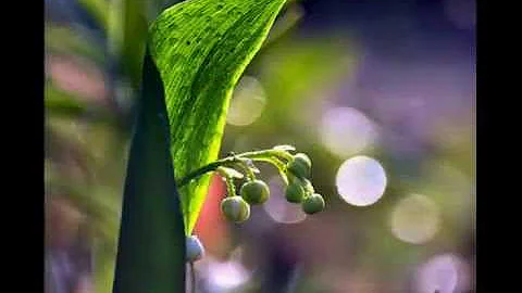 理乍得·克萊得曼～秋日私語 - 天天要聞