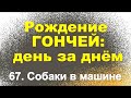 Сюжет 67. Собаки в машине