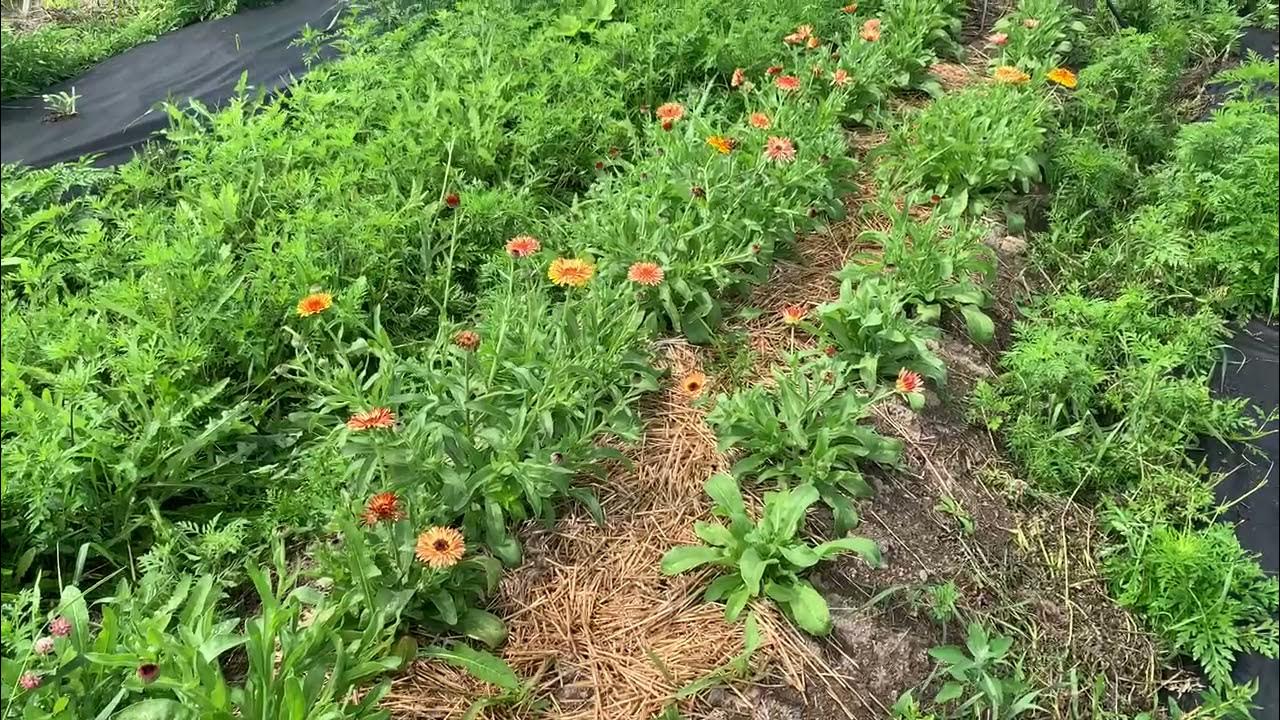 Calendula in Ottawa (Tamil) YouTube