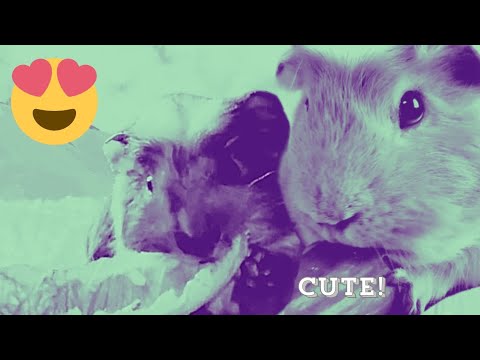 Cute Guinea pig honey as a baby and as a big boy ♥️🐹 - YouTube