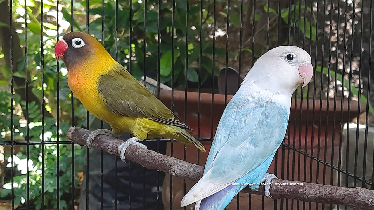 Lovebird Chirping Sounds Pastel Blue Fischer & Olive