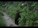 South Teton Bear Encounter