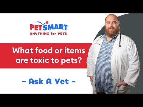 Foods That Are Toxic for Pets | PetSmart Veterinary Services