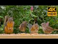 Cat TV for cats to watch 🐱🐦 Baby birds and mother squirrels 🐿 8 hours(4K HDR)