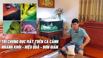Trị chứng Đục mắt trên cá cảnh rất nhanh khỏi dứt điểm và hiệu quả cao