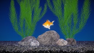 Relaxing Gold Fish 🐠Beautiful Aquarium,Relaxing Sound of Water 💦, ASMR screenshot 5