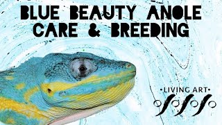Blue Beauty Anole (Anolis equestris potior)  Care and Breeding