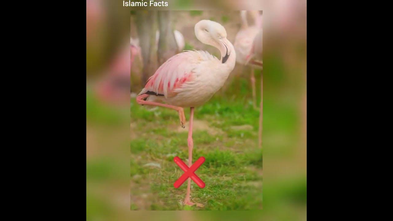 which-birds-halal-and-haram-youtubeshorts-shorts-islamic-youtube