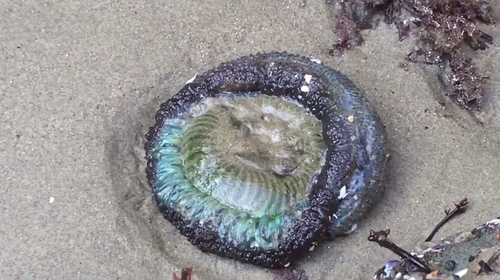 Ventura Tide Pools