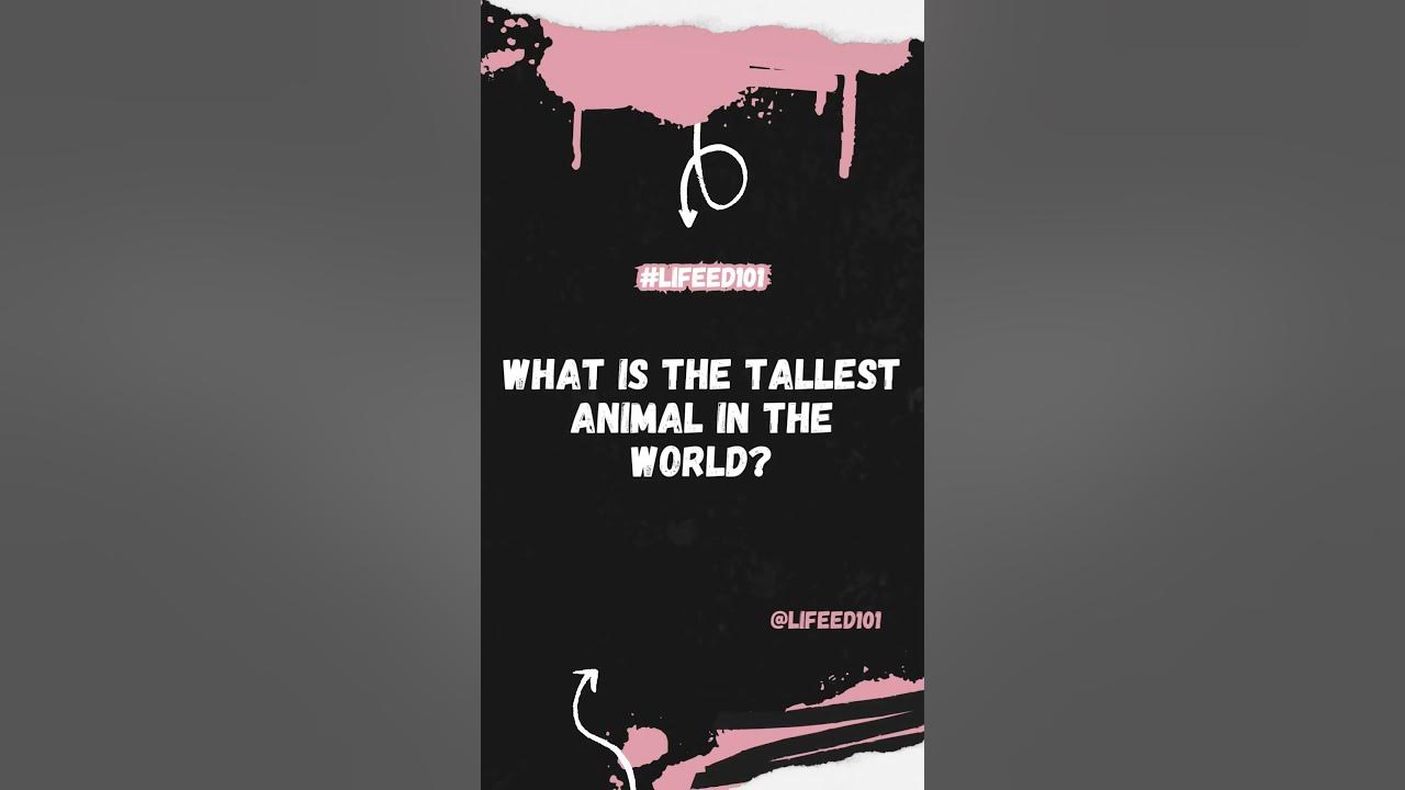 What Is The Tallest Animal In The World Giraffe Wildlife Animals 15-of-the-largest-animals-of-their-kind-on-earth-live-science
