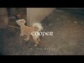Cooper In The Midst