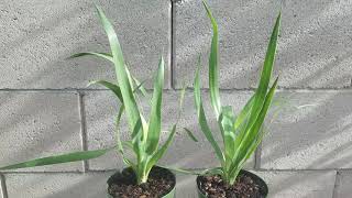 Dragons Blood Tree Care Dracaena Draco