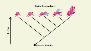 How To Use Tree Diagrams In Biology