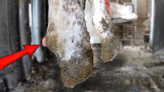 COW'S ANKLE POPS