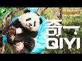 【Panda Scanning】Ep7 Panda Qi Yi, A Comedian Hidden Beneath His Tame Self! 20171002 | iPanda