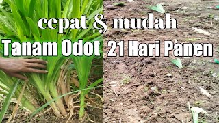 how to plant and harvest Odot grass