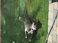 Mini pitty playing with the water