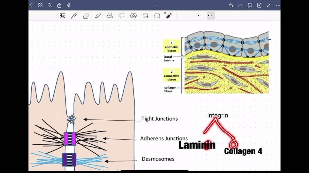 4.Hemidesmosomes شرح بالعربي YouTube