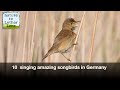 10  singing amazing songbirds in Germany