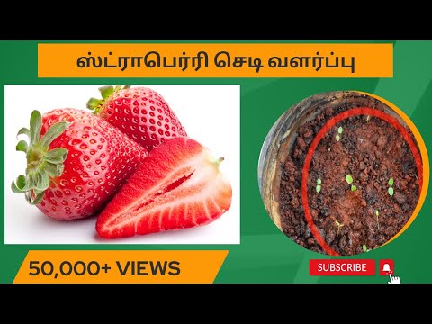 How to grow strawberry from seed in Tamil? ஸ்ட்ராபெரி செடி வளர்ப்பது எப்படி?