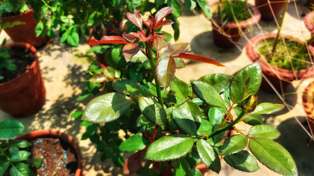 जाने कारन गुलाब के नए पत्तिया लाल क्यों होते है ! Why new leafs on Rose's are Red?