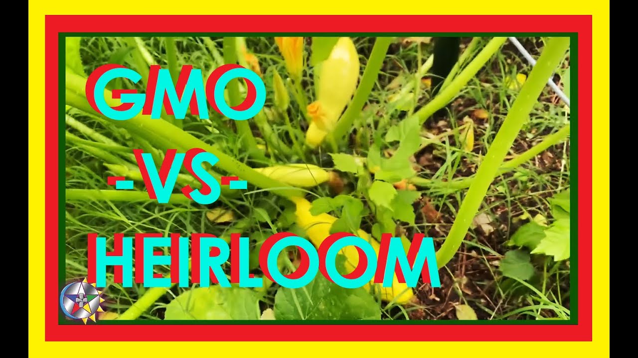 Ep24 GMO Seeds VS Heirloom Seeds YouTube Ep24 GMO Seeds VS Heirloom Seeds YouTube