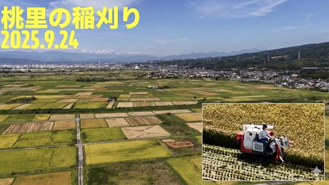 桃里の稲刈り2025年9月24日