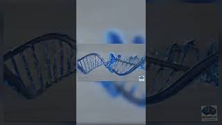 DNA Replication | Molecular Basis of Inheritance | Animated Diagram Explanation