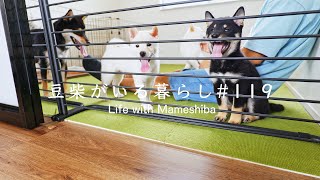 3日ぶりに会ったら喜びが爆発したファミリーがこちらですｗｗｗ