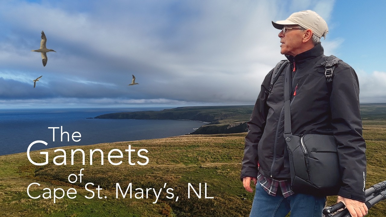 What Makes Newfoundland the BEST Place to Photograph Gannets?